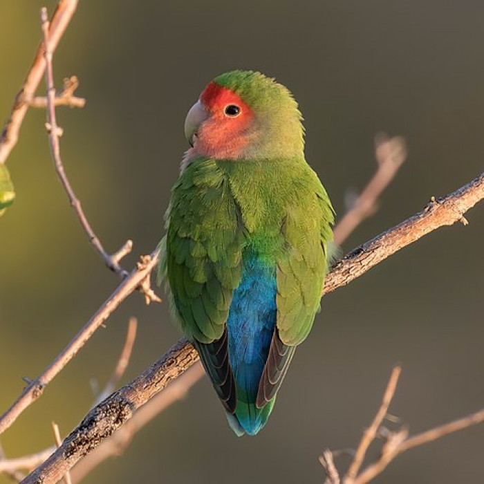 Their personalities and intelligence can Ƅe likened to those of parrots, as well as their appearance.