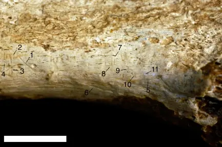 Cut marks on a 1.45-million-year-old shin bone suggest stone tools were used to butcher the leg for its meat.