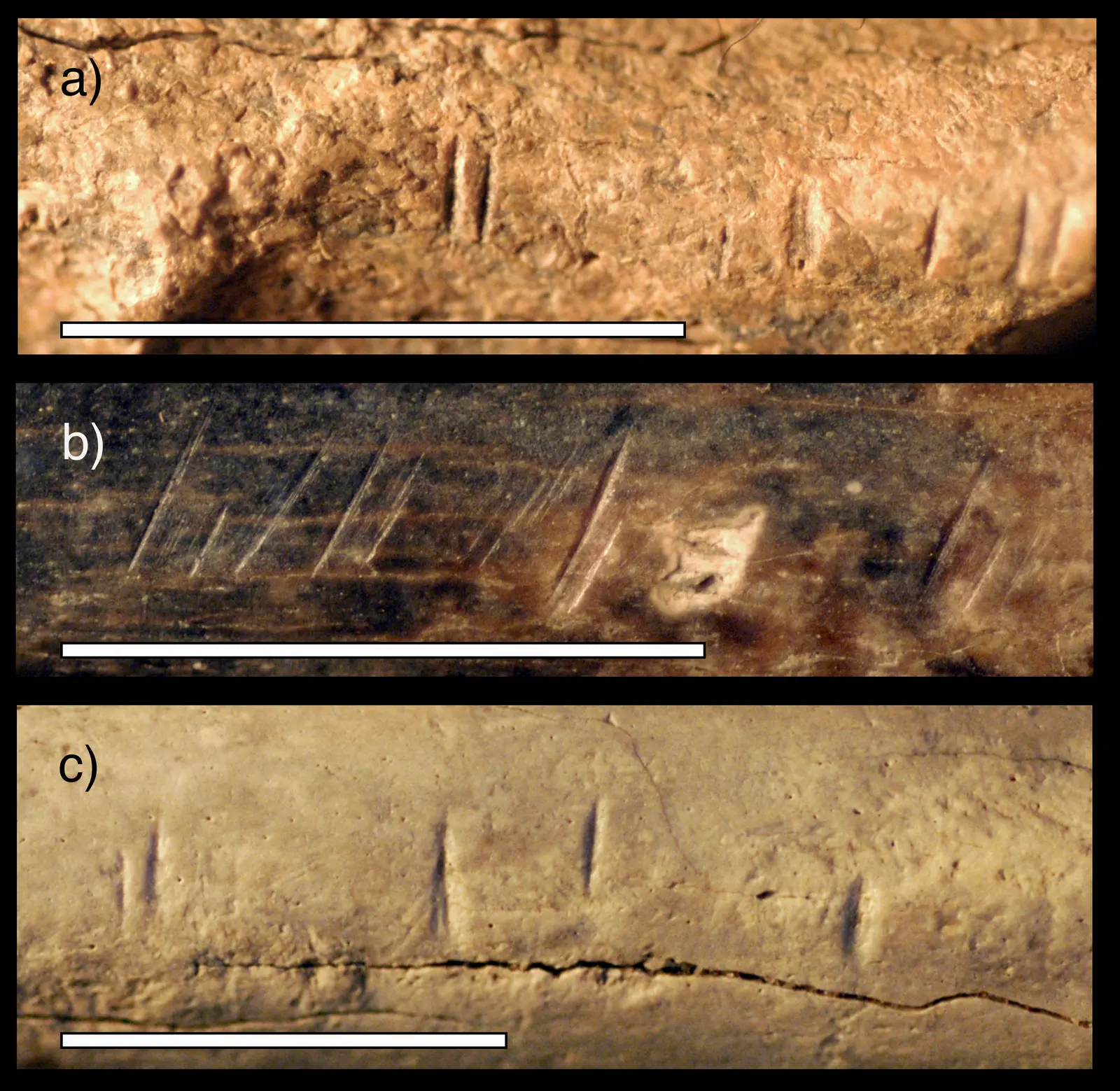 Three fossilized animal bones from the same region and time horizon as the newly analyzed tibia show similar butchery marks