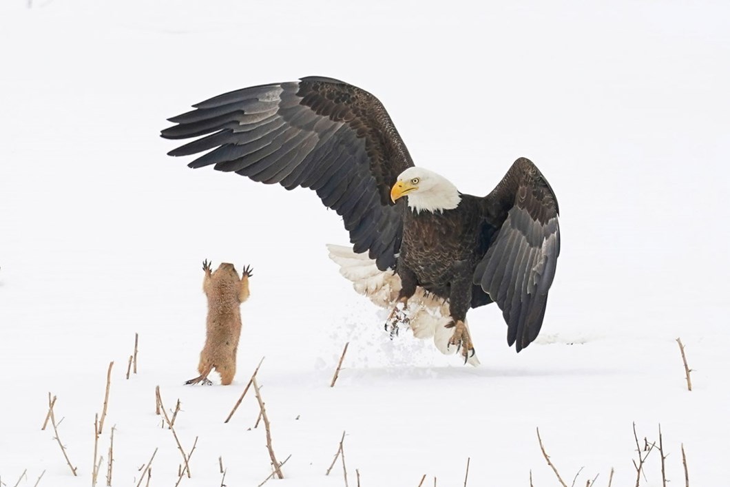 Arthur-Treʋino-eagle-prairie-dog_2021-09-02.jpg