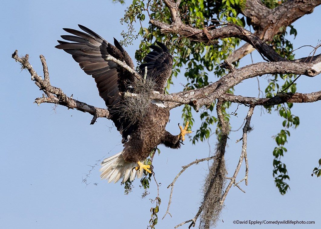 Daʋid-Eppley_coмedy-wildlife-photography-awards_2021-11-19.jpg