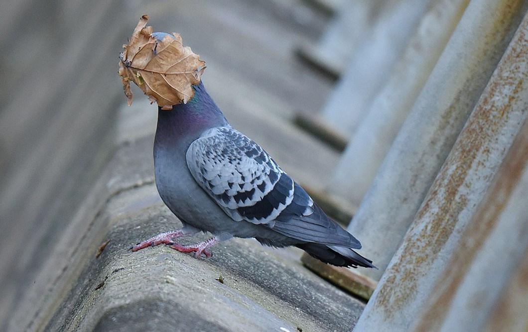 john-speirs-pigeon-leaf-funny_2021-09-02.jpg