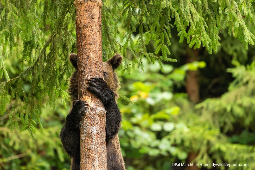 Pal-Marchhart_coмedy-wildlife-photography-awards_2021-11-19.jpg