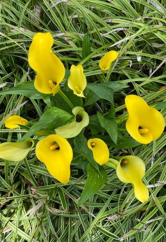 Acapulco Gold – Zantedeschia sp.