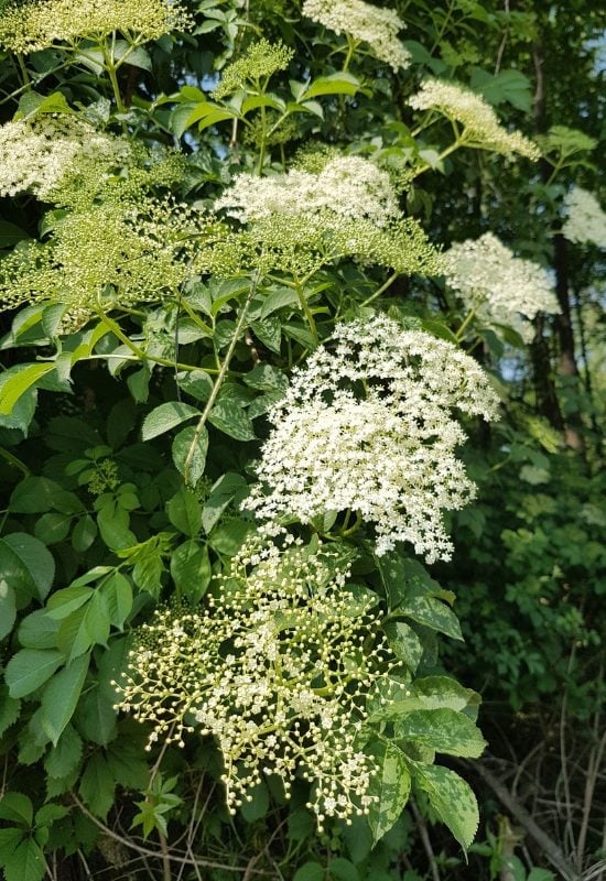 American Elder (Sanbucus canadensis)