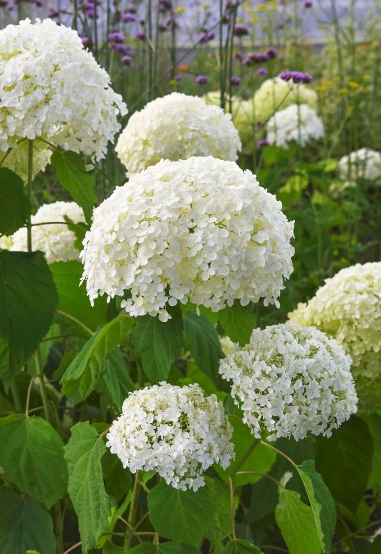 Annabelle smooth hydrangea