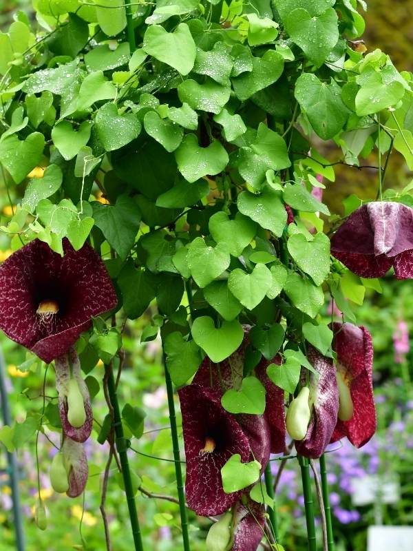 Aristolochia gigantean / Giant Dutchman’s Pipe