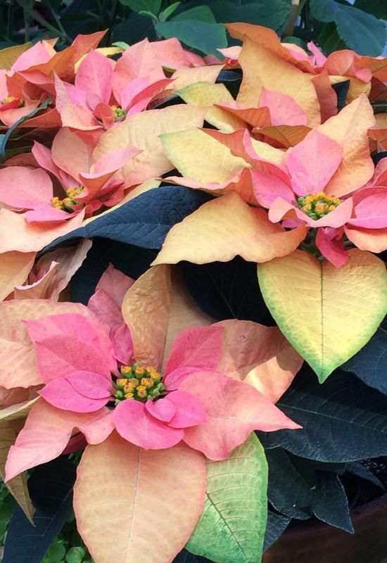 Autumn Leaves’ Poinsettia (Euphorbiapulcherrima ‘Autumn Leaves’)