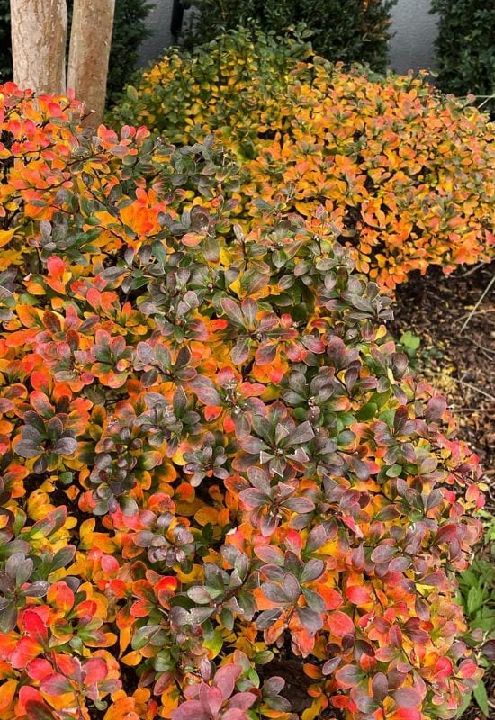 Berberis 'Admiration