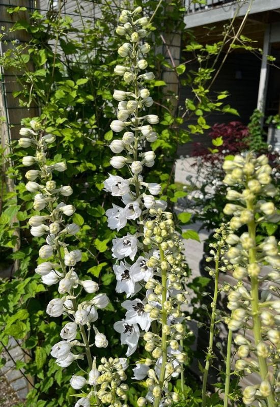 Black Eyed Angels delphinium