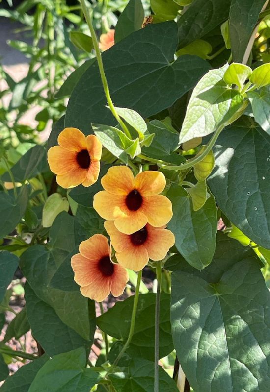 Black Eyed Susan Vine (Thunbergia alata)