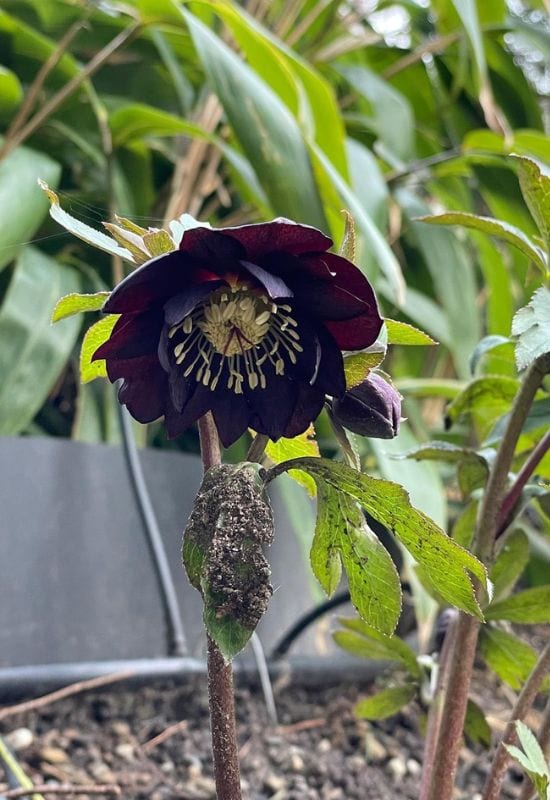 Black Onyx hellebore