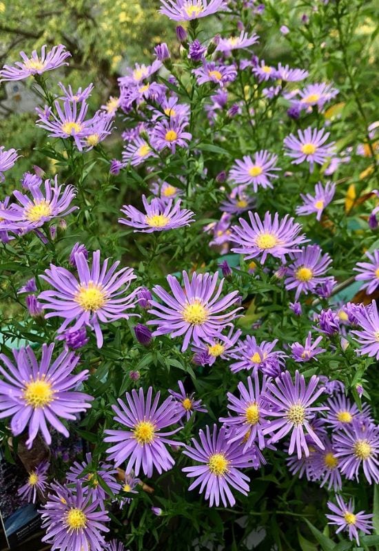 Bushy Aster (Aster dumosus)