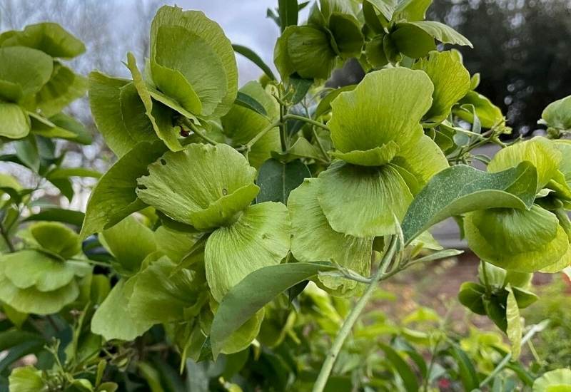 Butterfly Vine (Mascagna macroptera)