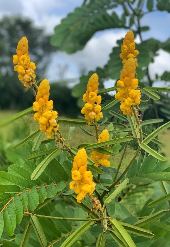 Candlestick Cassia (Senna alata)