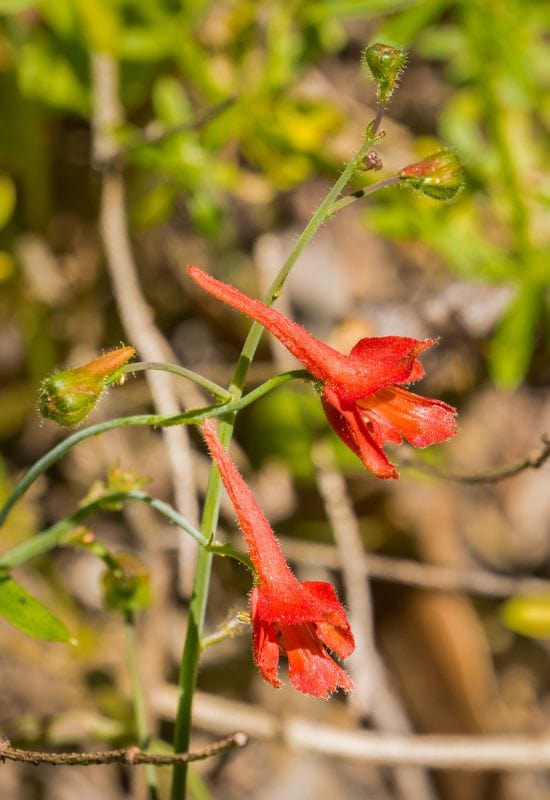 Canyon larkspur