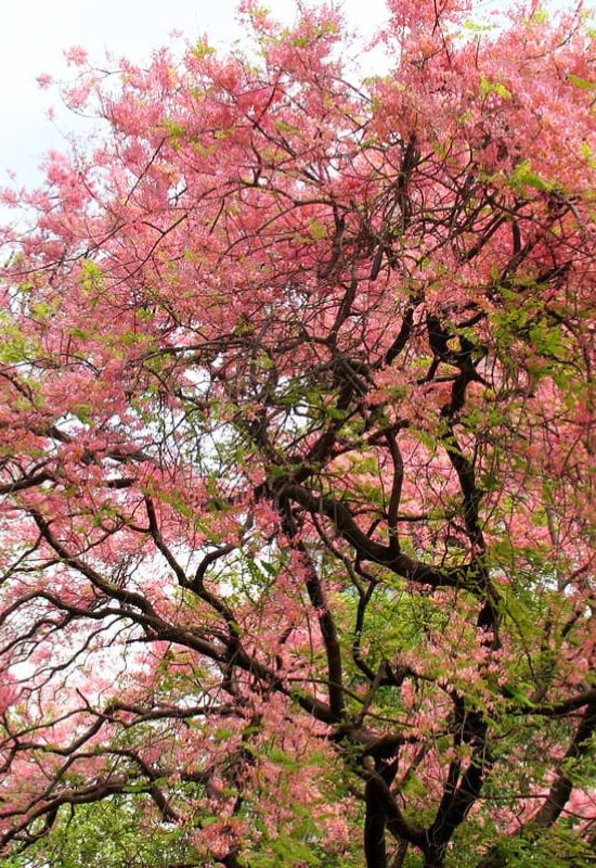 Carao (Cassia grandis)