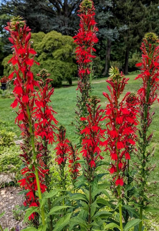 Cardinal Flower (Lobelia cardinalis)