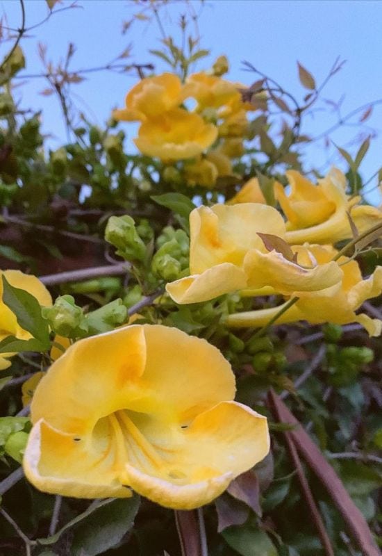 Cat’s Claw Trumpet Vine (Macfadyenaunguis-cati)