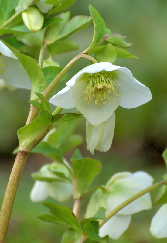 Citron hellebore