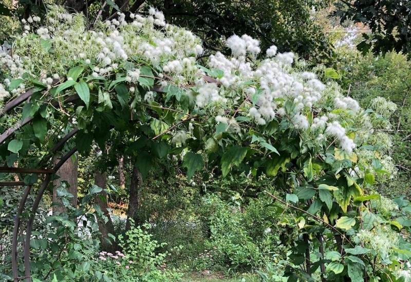 Clematis Virginiana