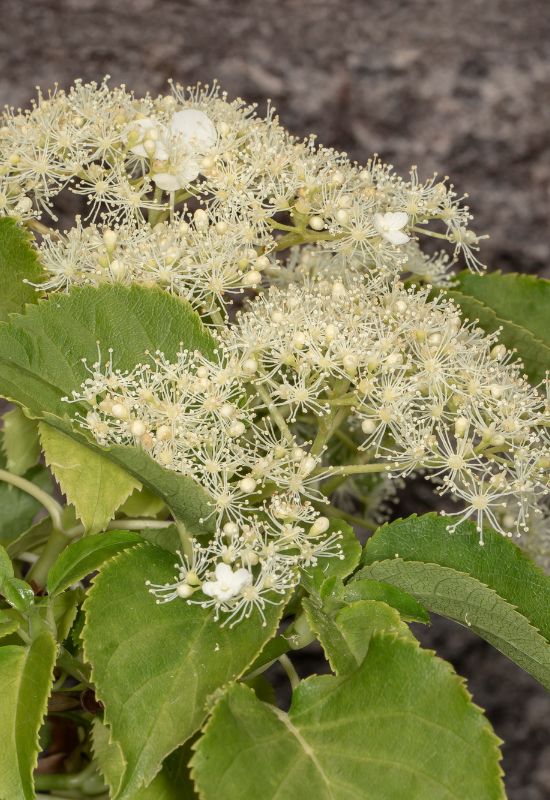 Climbing hydrangea