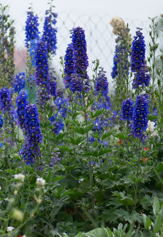 Cobalt Dreams delphinium