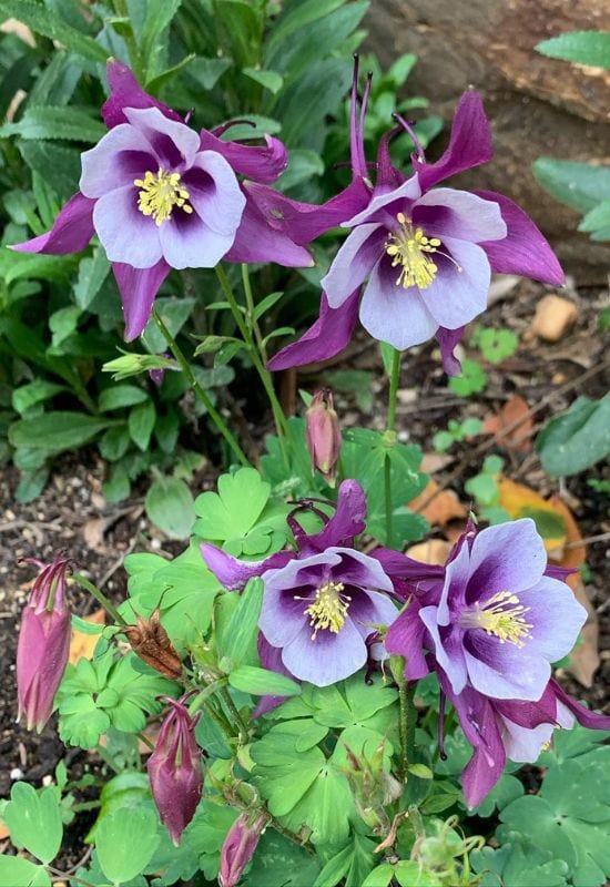 Columbine (Aquilegia caerulea)