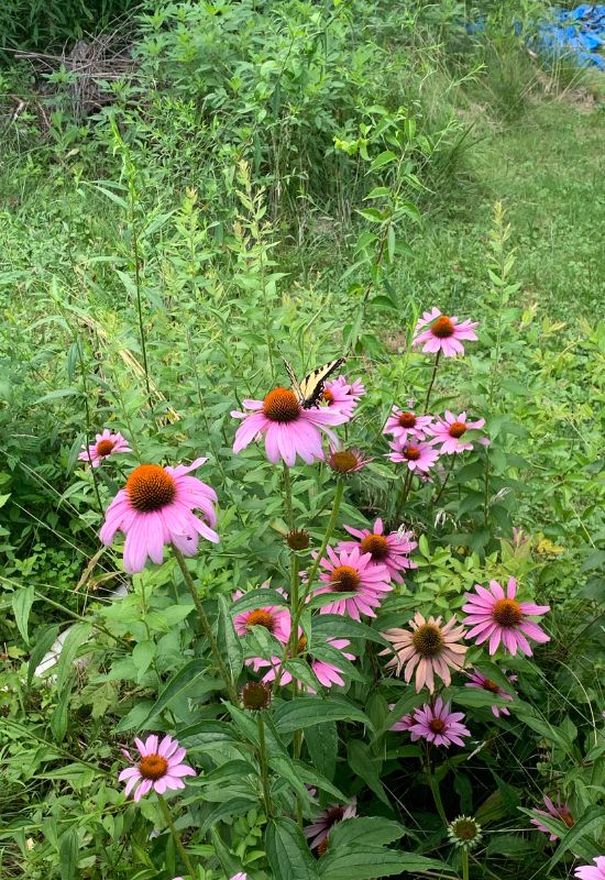 Coneflower (Echinacea spp.)