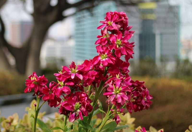 Crimson Red Stock Flower