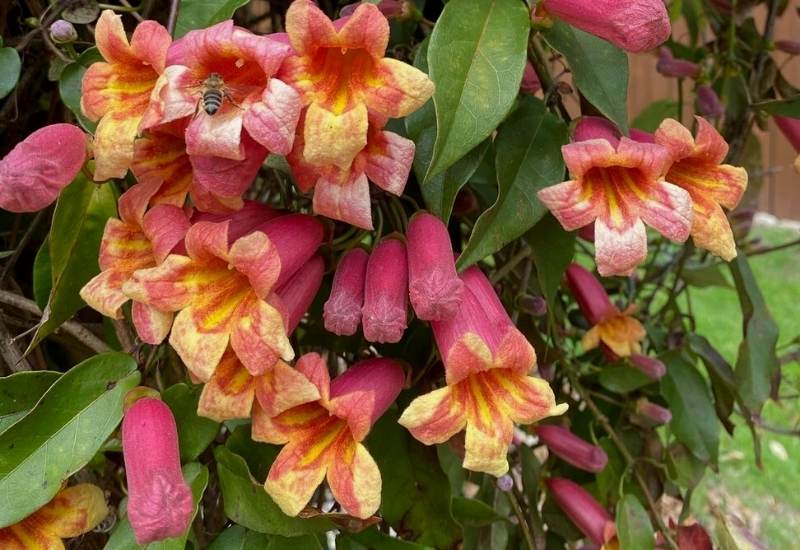 Cross Vine (Bignonia capreolata)