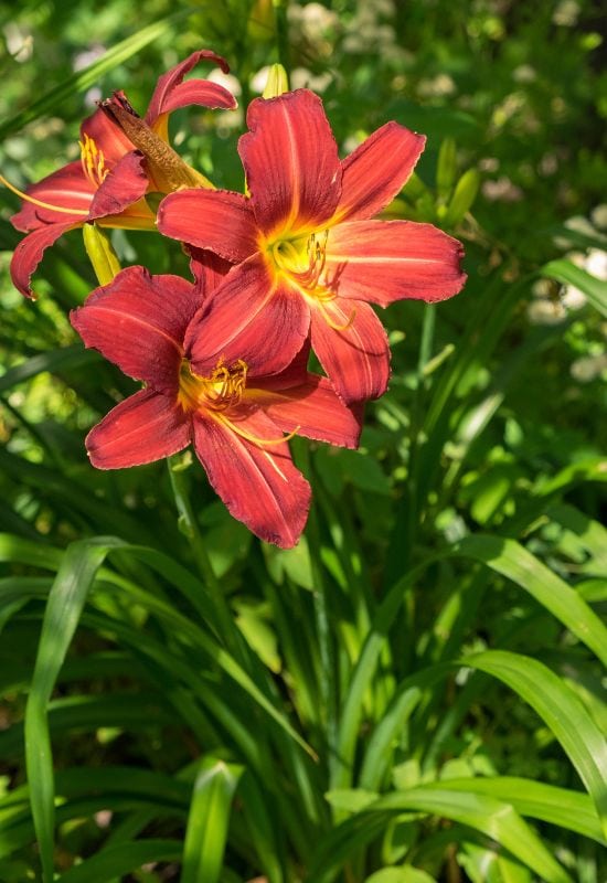 Daylily (Hemerocallis spp.)