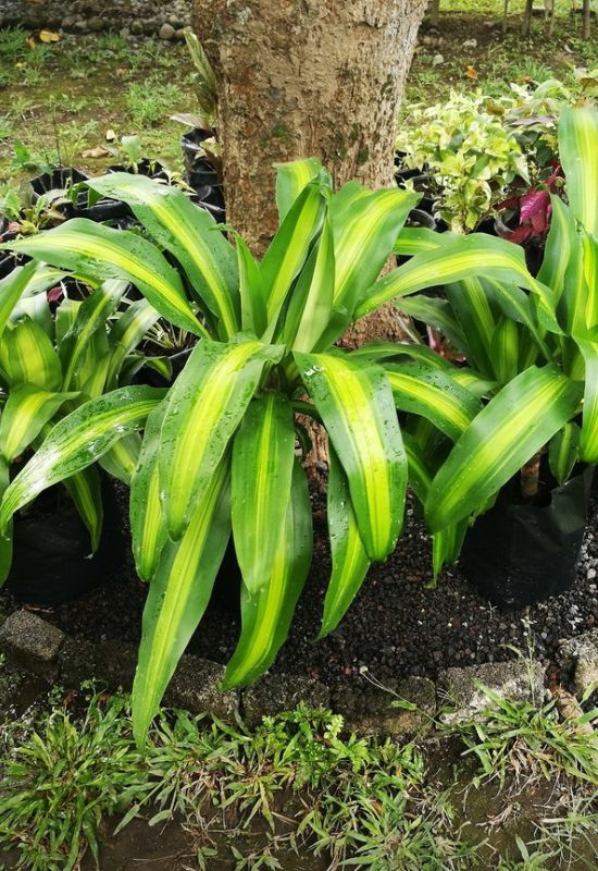 Dracaena Fragrans Massangeana