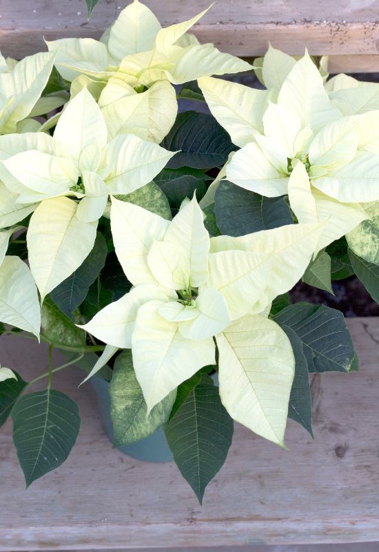 ‘Alaska ‘ Poinsettia (Euphorbiapulcherrima ‘Alaska’)