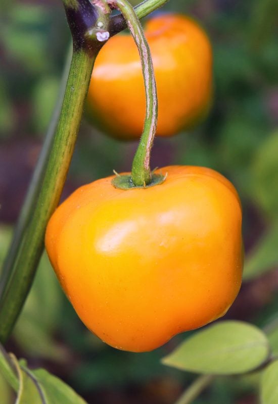 Red hot chilli pepper Capsicum pubescens, Rocoto, Arequipa yellow giant on a plant in a home garden or a farm. Food concept.
