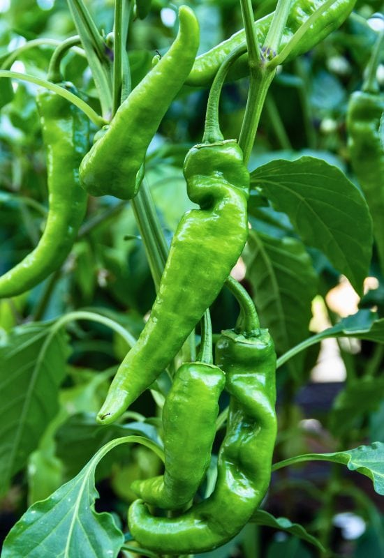 ‘Anheim’ Chili Pepper (Capsicum baccatum ‘Anheim’)