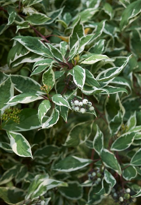 ‘Argenteo-Marginata’ Tatarian Dogwood (Cornus alba ‘Argenteo-Marginata’)