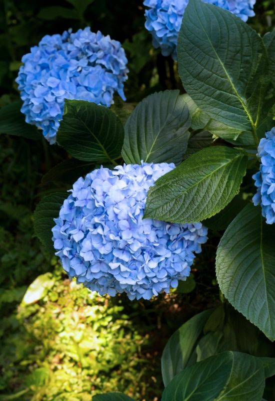 ‘Big Daddy’ Bigleaf Hydrangea (Hydrangea macrophylla ‘Big Daddy’)