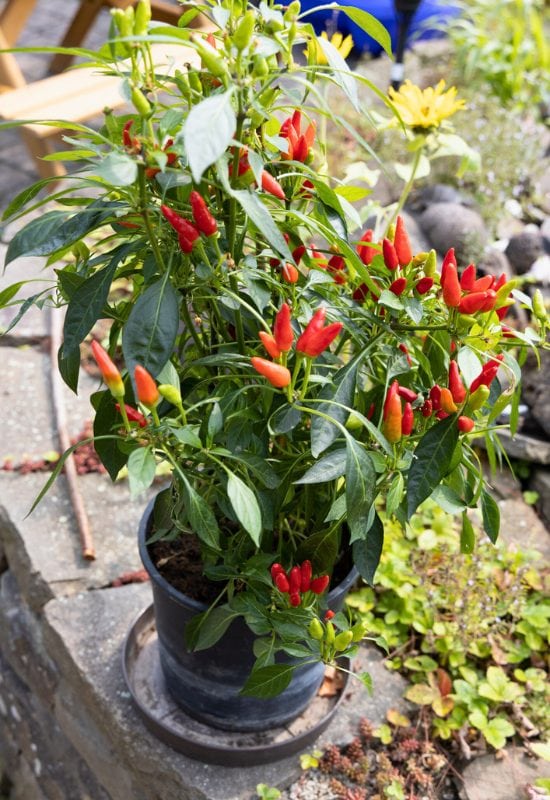 ‘Bird’s Eye’ Thai Pepper (Capsicum annuum ‘Bird’s Eye’)