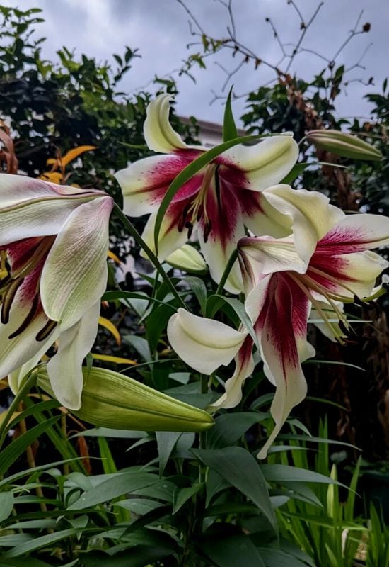 ‘Black Spider’ Asiatic Lily (Lilium auratum ‘Black Spider’)