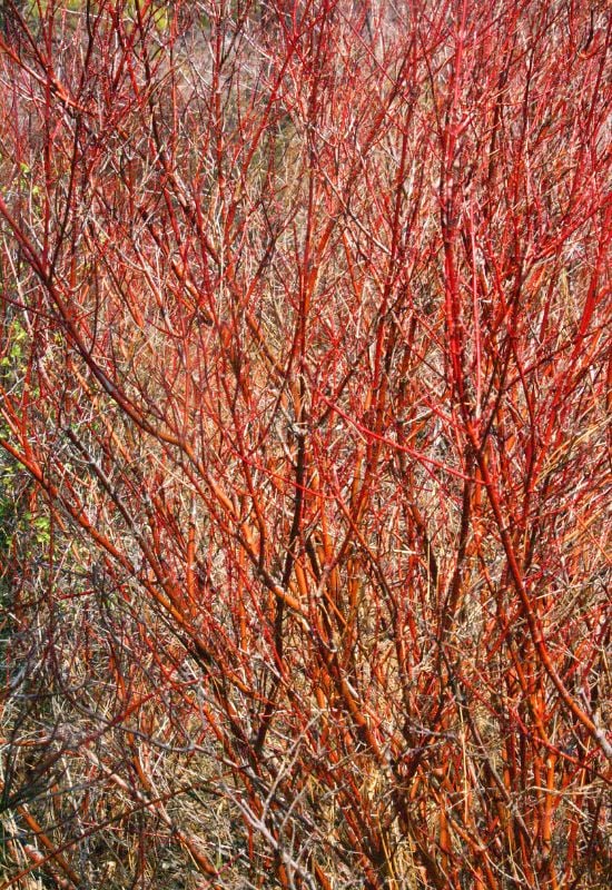 ‘Cardinal’ Redtwig Dogwood (Cornus sericea ‘Cardinal’)