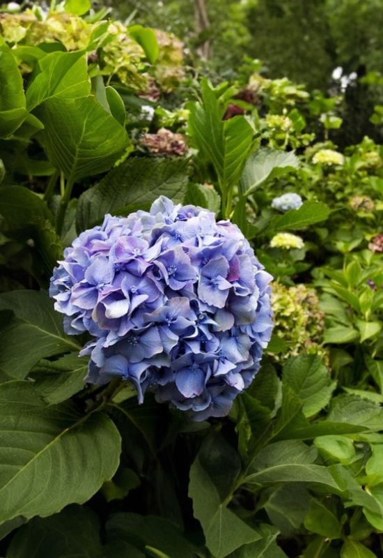 ‘Cityline’ Hydrangea Bigleaf (Hydrangea macrophylla ‘Cityline’)