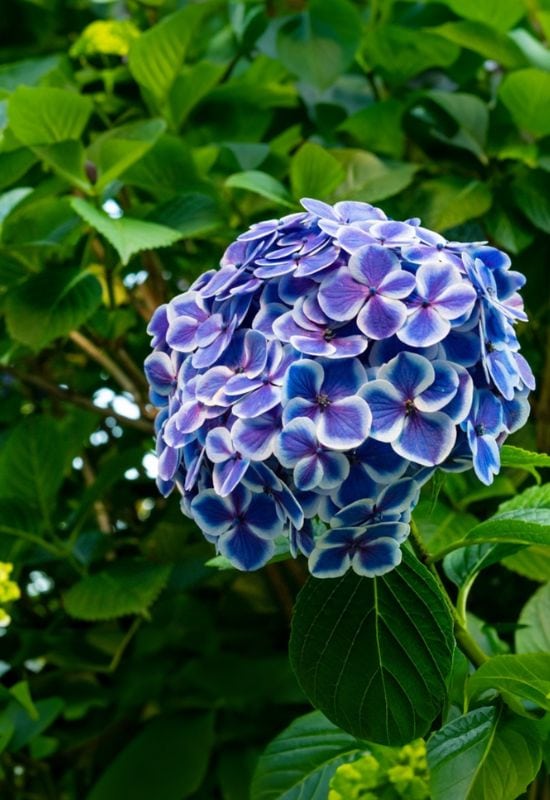 ‘Cityline Mars’ Bigleaf Hydrangea (Hydrangea macrophilla ‘Cityline Mars’)