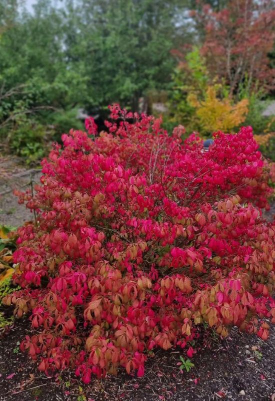 ‘Compactus’ Burning Bush (Euonymus alatus ‘Compactus’)