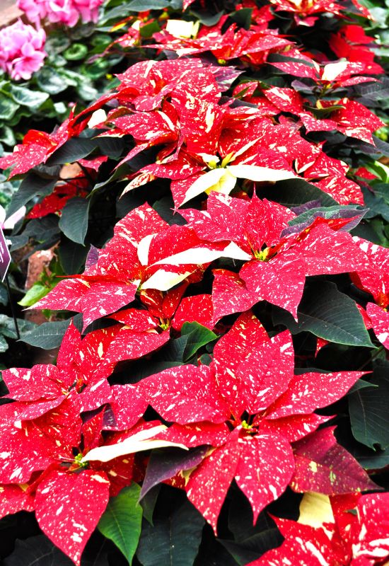 ‘Country Quilt’ Poinsettia (Euphorbia pulcherrima ‘Country Quilt’)