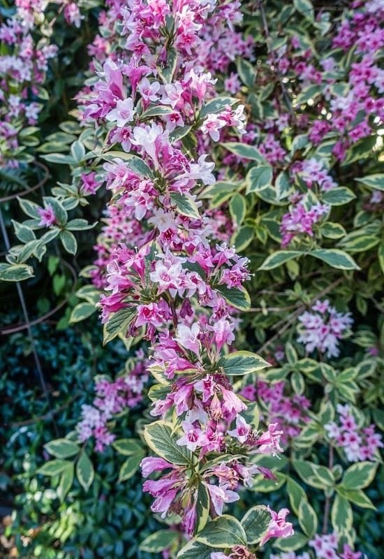 ‘Florida Variegata’ Weigela (Weigela ‘Florida Variegata’)