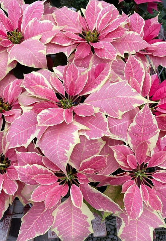 ‘Freedom Marble’ Poinsettia (Euphorbia pulcherrima ‘Freedom Marble’)