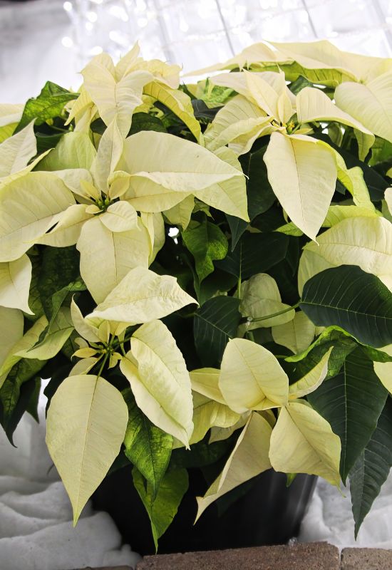 ‘Green Envy’ Poinsettia (Euphorbia pulcherrima ‘Green Envy’)