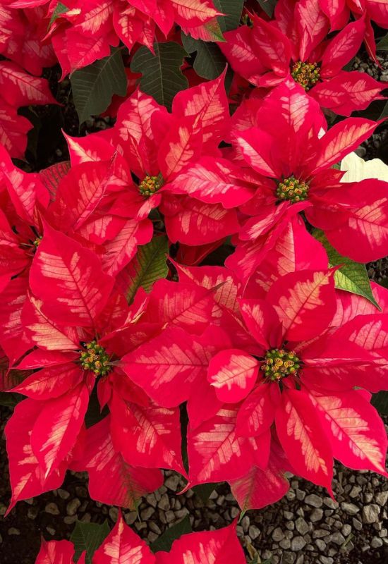 ‘Ice Punch’ Poinsettia (Euphorbiapulcherrima ‘Ice Punch’)