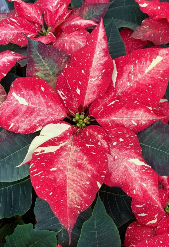 ‘Jingle Bell Rock’ Poinsettia (Euphorbia pulcherrima ‘Jingle Bell Rock’)